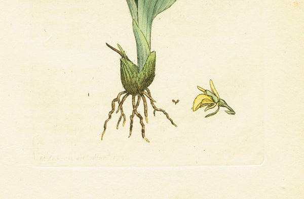 Antique Botanical Print 'Dwarf Ophrys (Ophrys Loesilii)', James Sowerby 1791