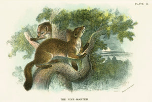 Natural History Print 'Pine-Marten' 1896