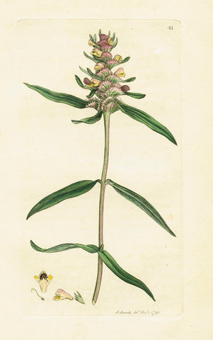 Antique Botanical Print 'Crested Cow-wheat (Melampyrum cristatum)', James Sowerby 1791