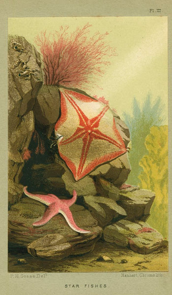 Antique Marine Life Print Chromolithograph 'Star Fishes'