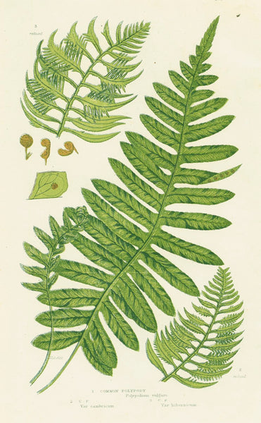 Antique Botanical Fern Print 'Common Polypody', Botanical Art, Scientific Botanical Illustration