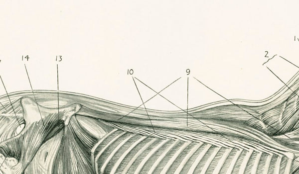 Antique Equestrian Illustration 'Deep Muscles of the Neck and Trunk' 1909