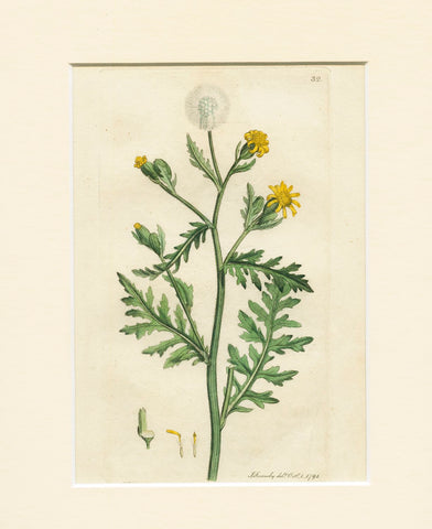 Stinking Groundsel (Senecio viscosus) 1791