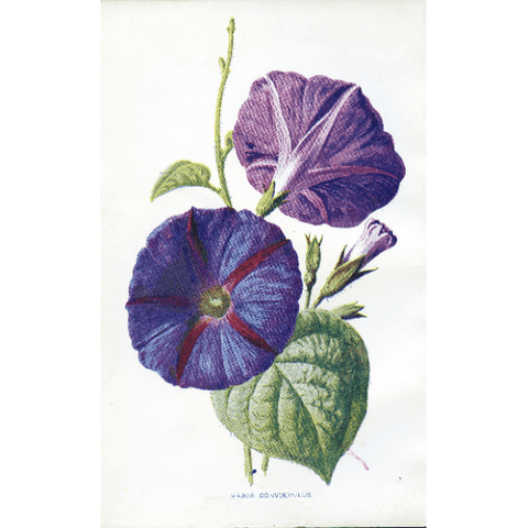 Antique Botanical Print 'Major Convolvulus', Botanical Art Print, Vintage Flower Print, Botanical Illustration