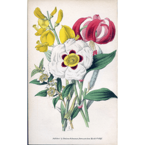 Antique Botanical Hand Coloured Print 'Flowers from the Holy Land' 1851, Botanical Art, Vintage Flower Print, Botanical Illustration