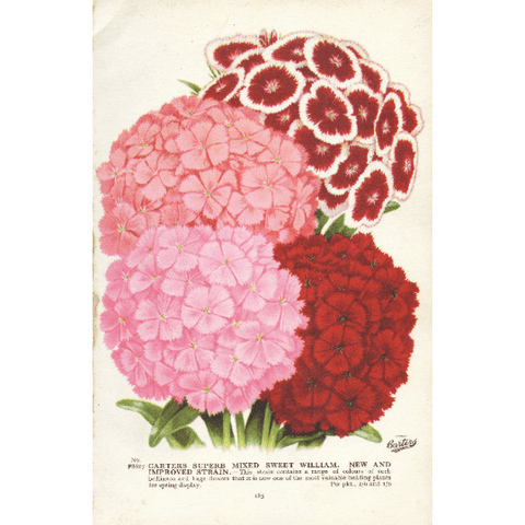 Vintage Botanical Print 'Carters Superb Mixed Sweet William', Vintage Garden Catalogue Print, Horticulture Prints, Botanical Illustration