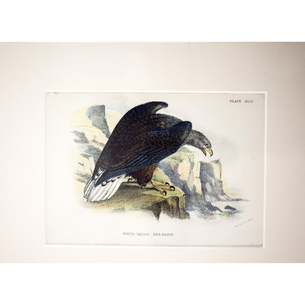 Natural History Print 'White-tailed Sea-eagle' 1896