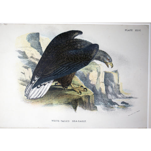 Natural History Print 'White-tailed Sea-eagle' 1896