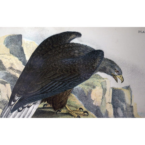 Natural History Print 'White-tailed Sea-eagle' 1896