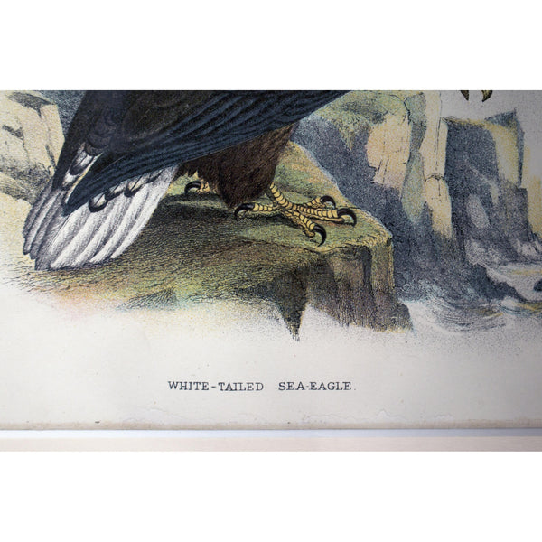 Natural History Print 'White-tailed Sea-eagle' 1896