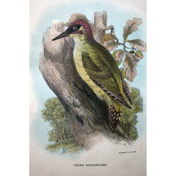 Natural History Print 'Green Woodpecker'  1896