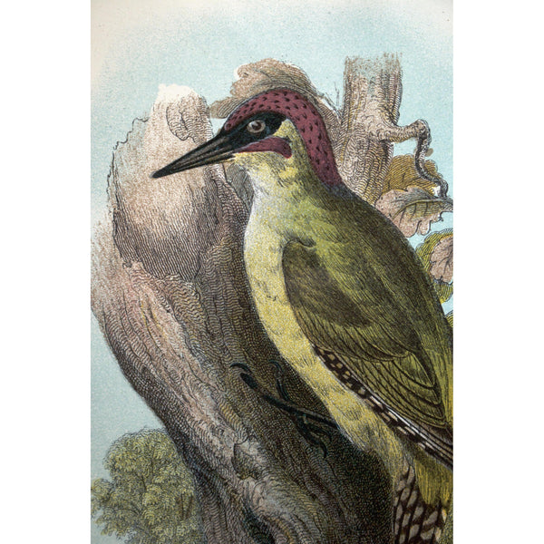 Natural History Print 'Green Woodpecker'  1896