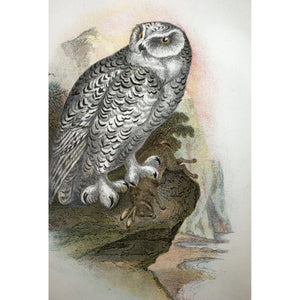 Natural History Print 'Snowy Owl' 1896