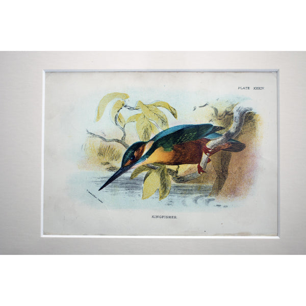 Natural History Print 'Kingfisher' 1896