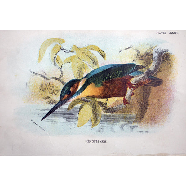 Natural History Print 'Kingfisher' 1896