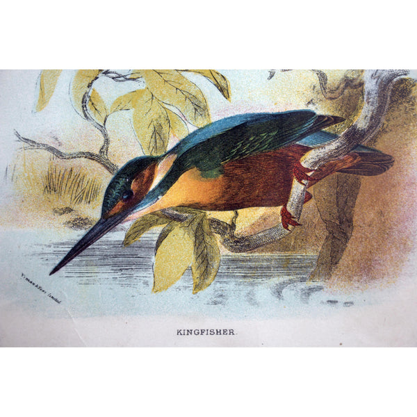 Natural History Print 'Kingfisher' 1896