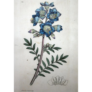 Jacob's Ladder 'Polemonium caeruleum' 1791