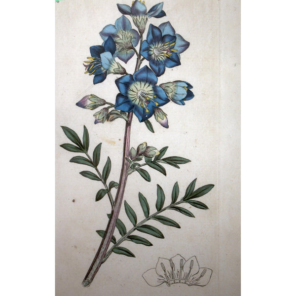 Jacob's Ladder 'Polemonium caeruleum' 1791