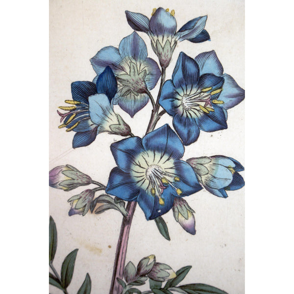 Jacob's Ladder 'Polemonium caeruleum' 1791