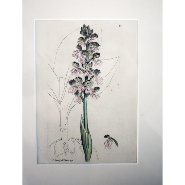 Aromatic Orchis 'Orchis conopsea' 1791