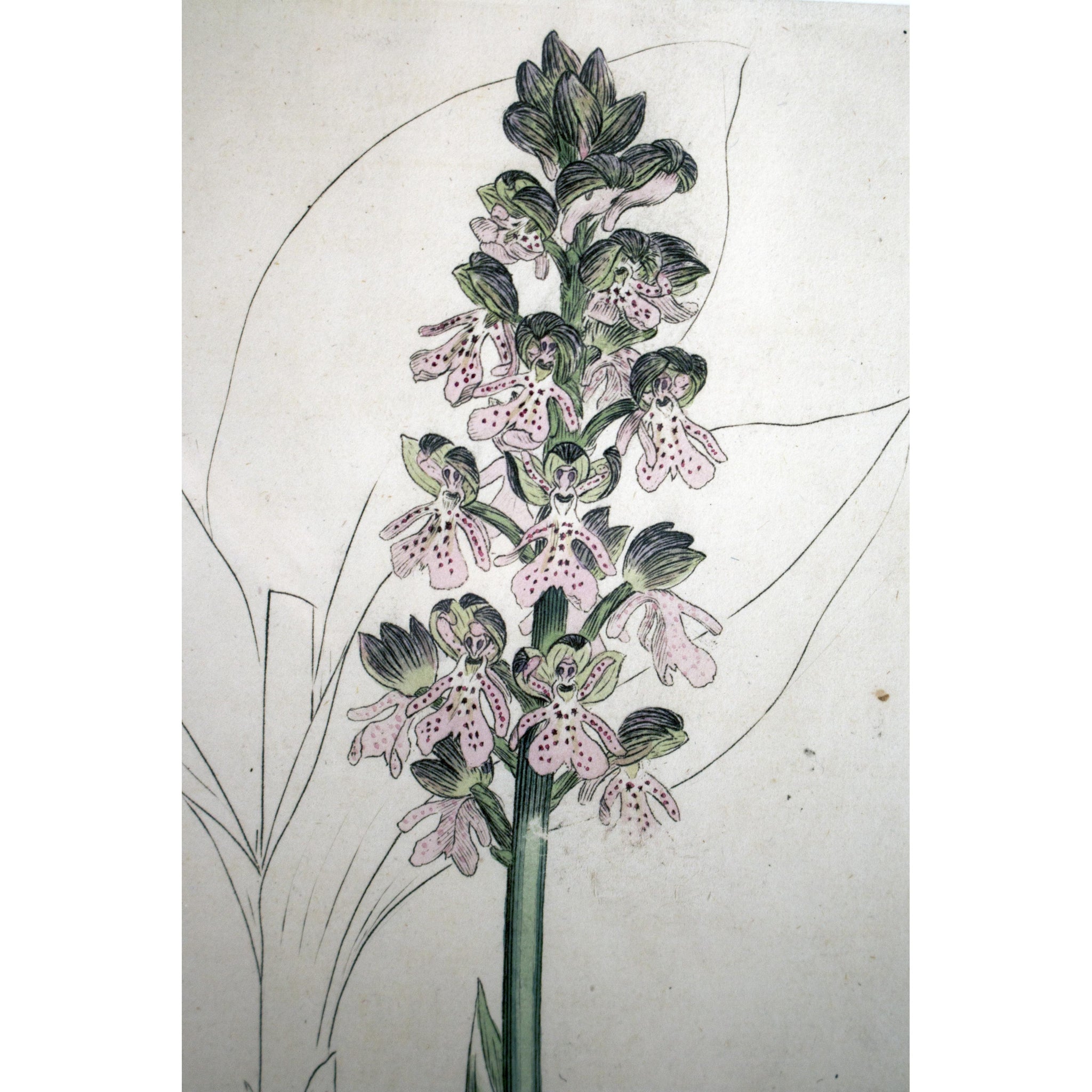 Aromatic Orchis 'Orchis conopsea' 1791