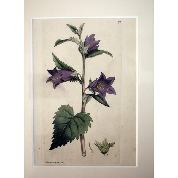 Nettle-leaved Bell-flower (Campanula trachelium)