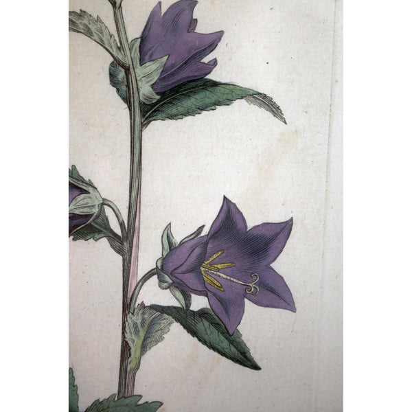 Nettle-leaved Bell-flower (Campanula trachelium)