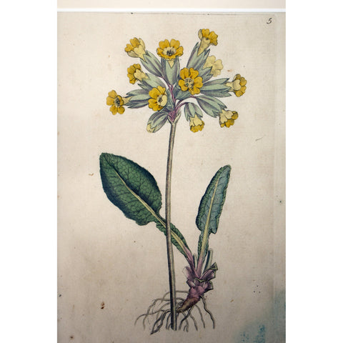 Common Cowslip (Primula veris) Botanical Print 1791