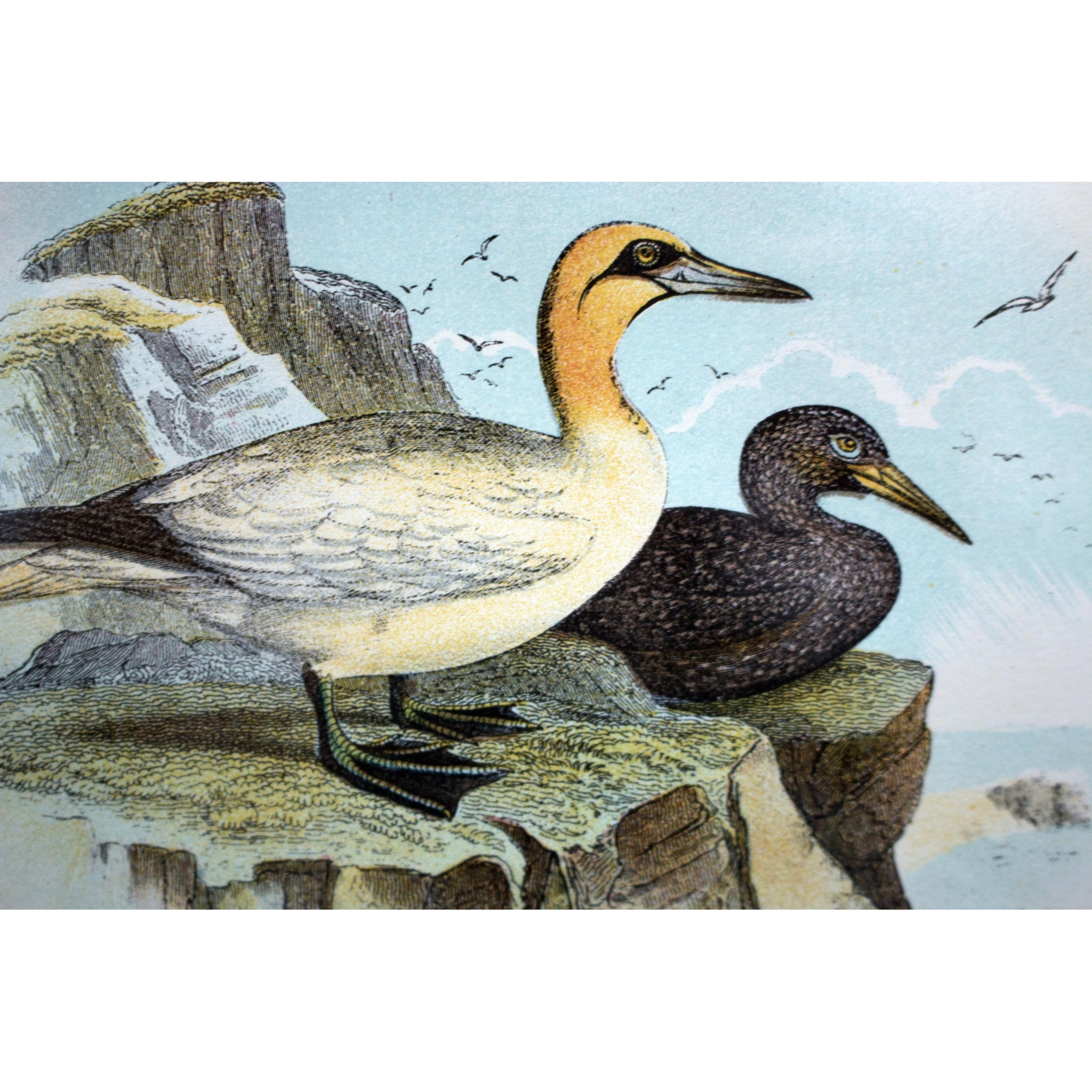 Natural History Print 'Gannet' 1896