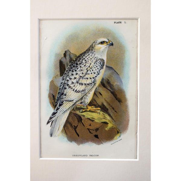 Natural History Print 'The Greenland Falcon' 1896