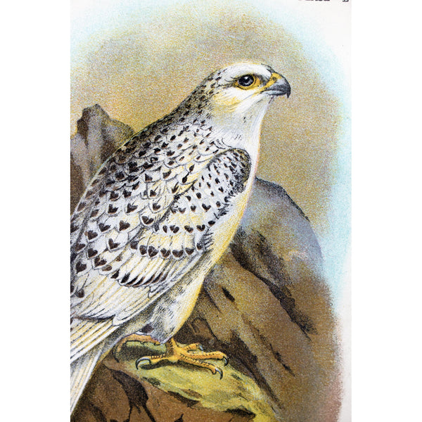 Natural History Print 'The Greenland Falcon' 1896