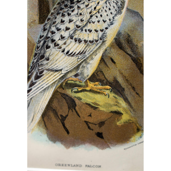 Natural History Print 'The Greenland Falcon' 1896