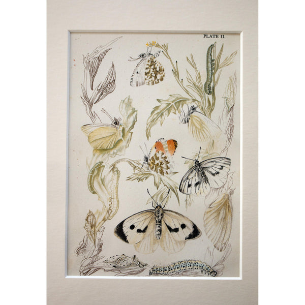 Lithographic Colour Print of Butterflies Plate 2/10