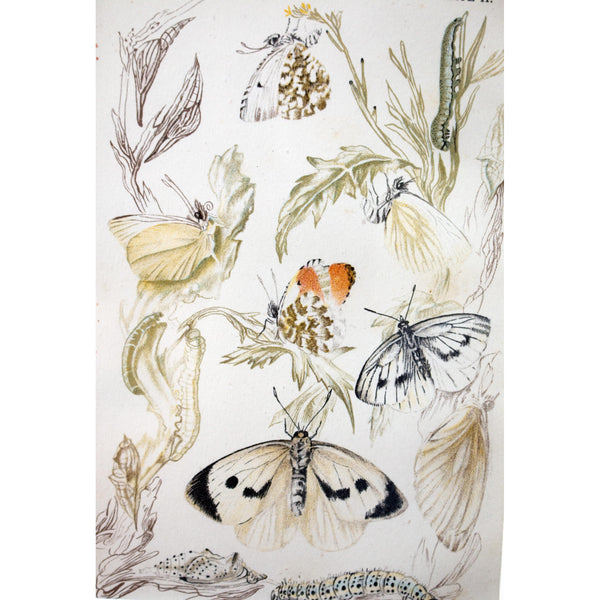 Lithographic Colour Print of Butterflies Plate 2/10