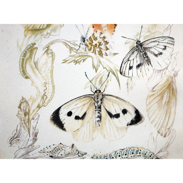 Lithographic Colour Print of Butterflies Plate 2/10