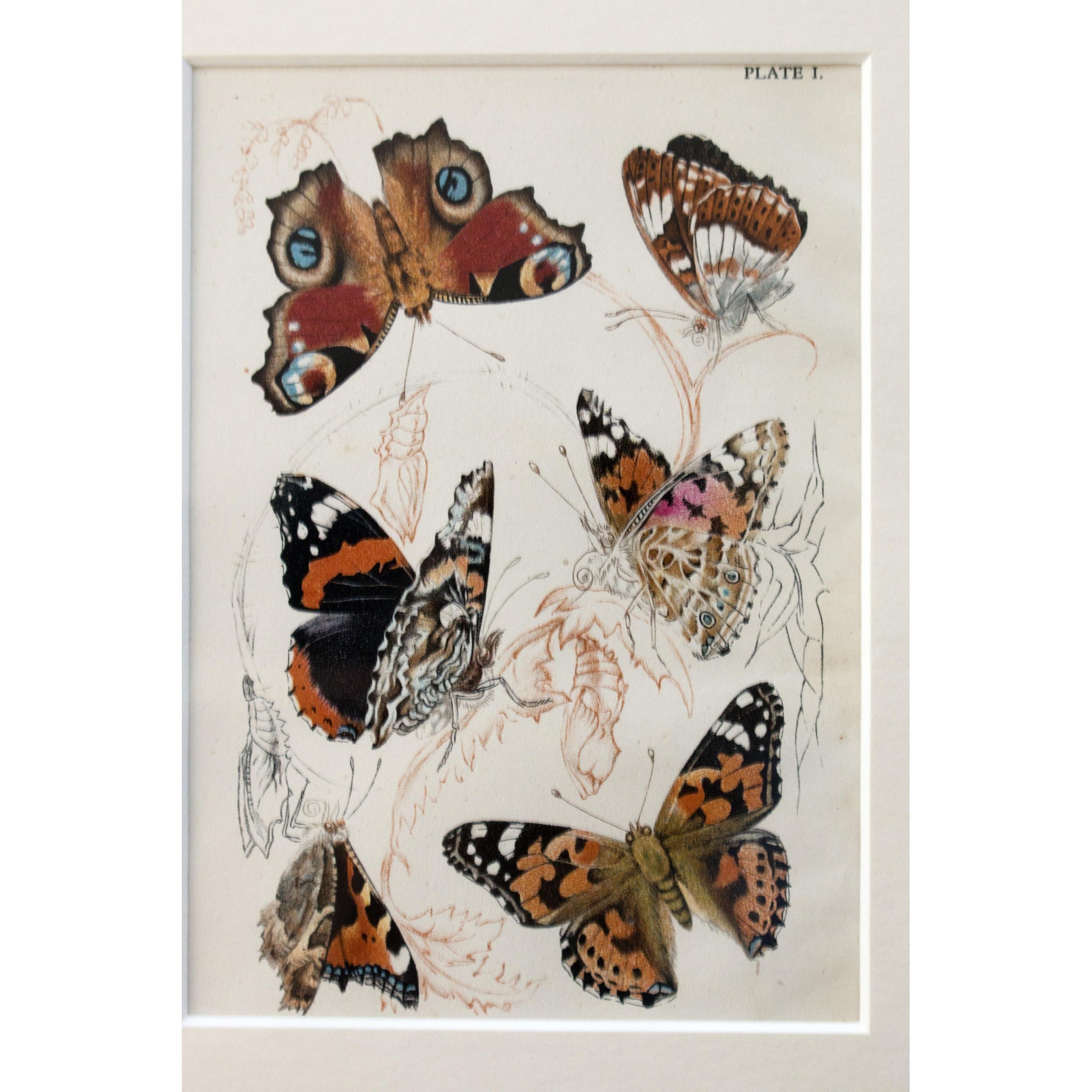 Butterflies Lithographic Colour Print Plate 1/10