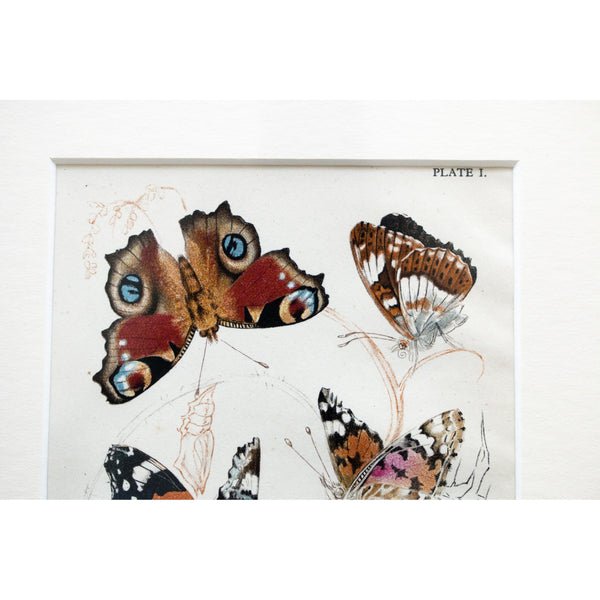 Butterflies Lithographic Colour Print Plate 1/10