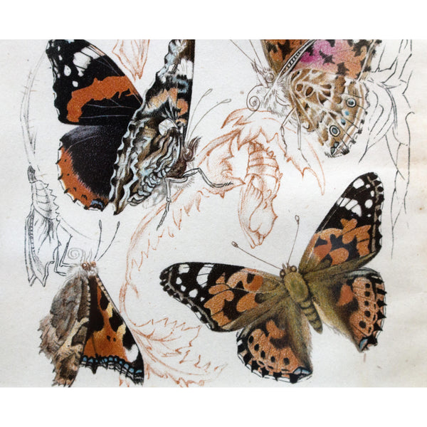 Butterflies Lithographic Colour Print Plate 1/10