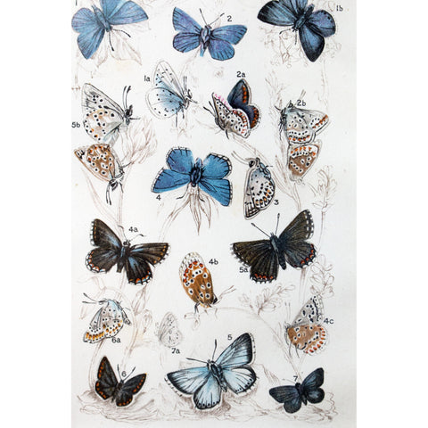 Natural History Lithographic Colour Print of Butterflies, 3/10