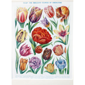 Botanical Illustration, 'Tulip', 1928