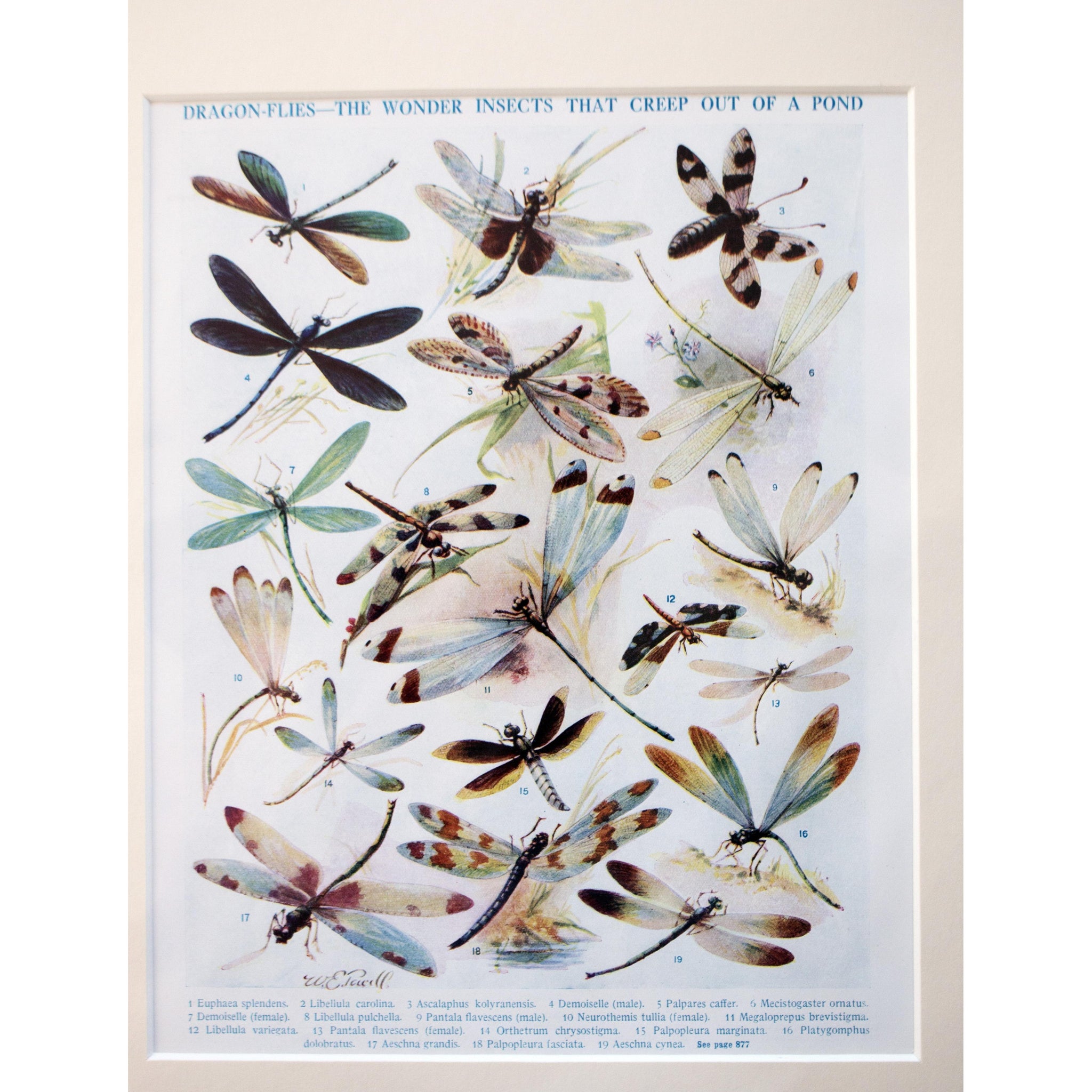 Natural History Print 'Dragon-flies' 1928