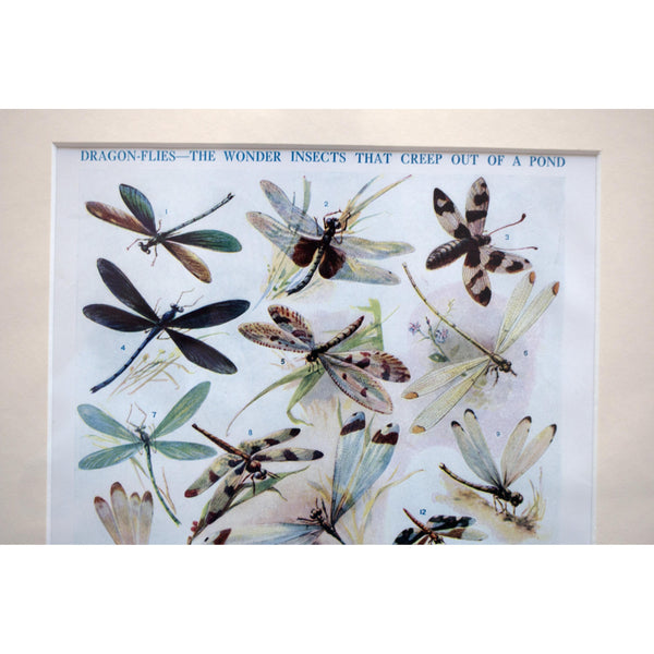 Natural History Print 'Dragon-flies' 1928