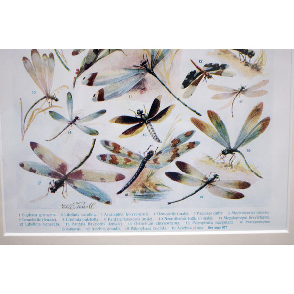 Natural History Print 'Dragon-flies' 1928