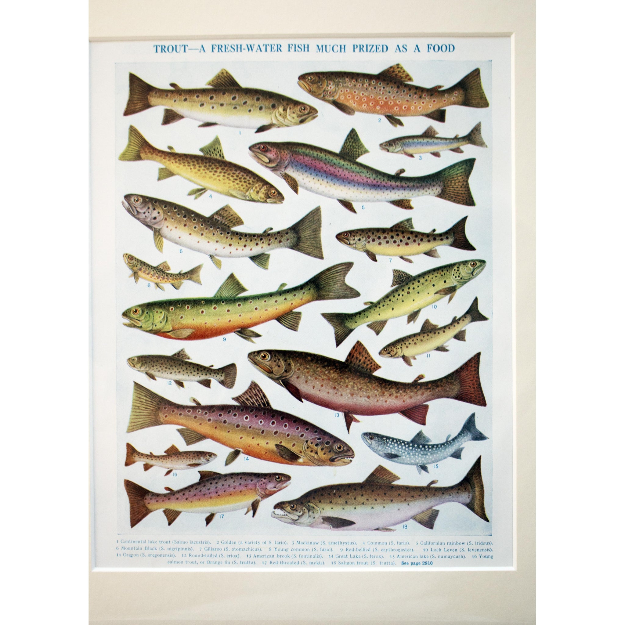 Natural History Print 'Trout' 1928