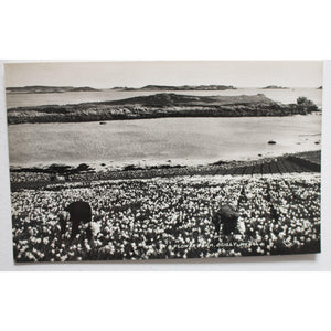 James Gibson, Scilly Isles, Real Photograph Postcard 'A Flower Farm, Scilly'