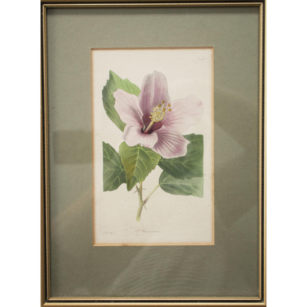 Botanical Cabinet Print 'Hibiscus Liliiflorus' 1827