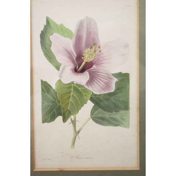 Botanical Cabinet Print 'Hibiscus Liliiflorus' 1827