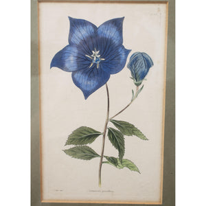 Botanical Cabinet Print 'Campunula grandifllora'