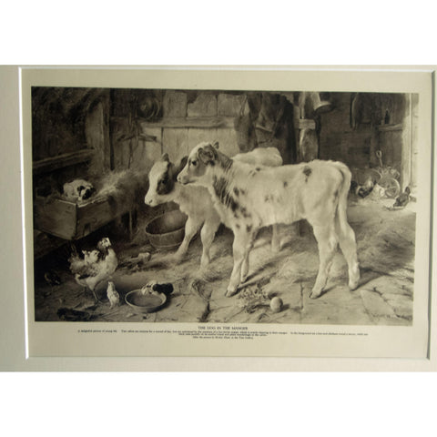 Photogravure 'The Dog in the Manger'