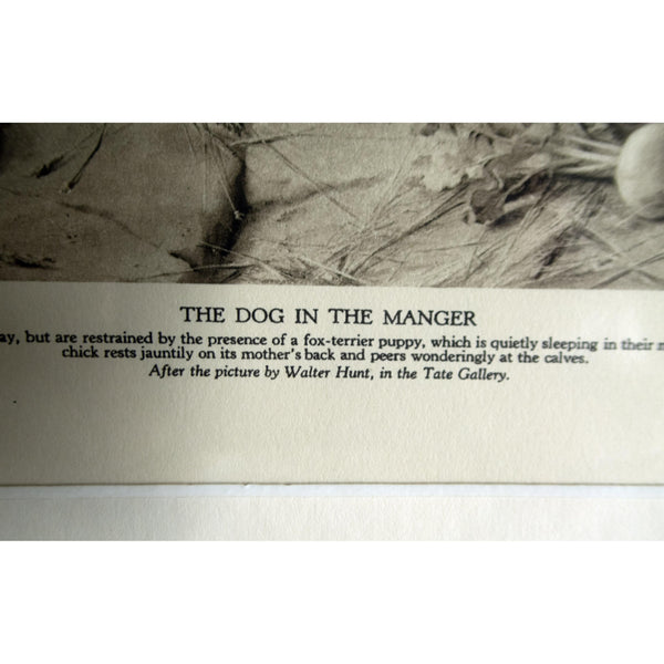 Photogravure 'The Dog in the Manger'